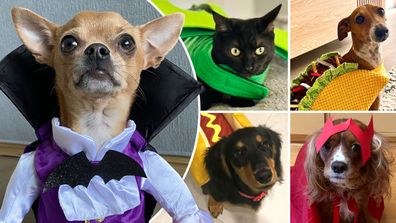 We asked 9Honey readers for photos of your pets in costumes, and you delivered!