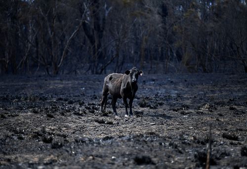 A cow stands in a burnt out field in Rappville, NSW, Thursday, October 10, 2019. Several properties were lost when an out-of-control bushfire swept through the northern NSW village. (AAP Image/Dan Peled) NO ARCHIVING