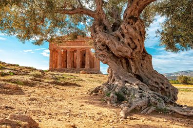 Agrigento - Temples valley A greek temple in Sicily with an olive tree in the foreground