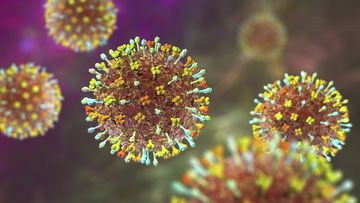 A 3D illustration of Hendra virus, a bat-borne virus associated with a highly fatal infection in horses and humans.