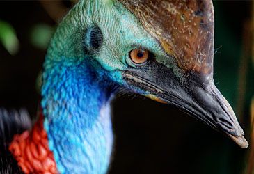The cassowary is endemic to which part of Australia?