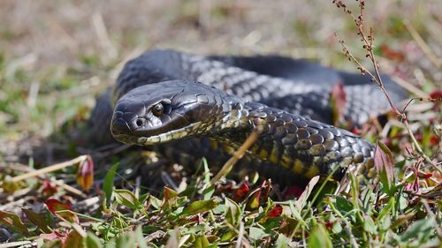 Muž z Queenslandu Shane Black řekl, že největší tygří had, kterého na ostrově viděl, měl 1,8 metru.  Plazi údajně dosahují délky 2,4 metru.
