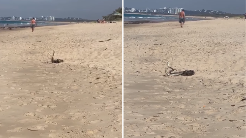 As waves crashed in the background, and barefoot beachgoers passed by, the two snakes writhed, locked in a fierce battle.