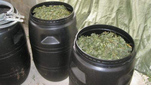 Barrels of cannabis seized from property in rural Queensland 