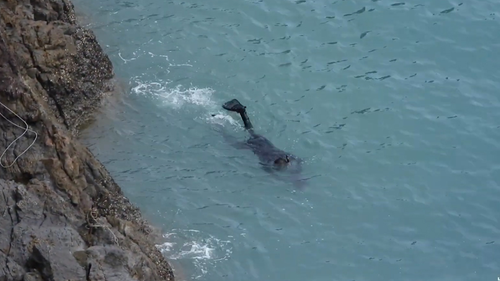 A fisherman was seen holding the animal underwater, where it began to weaken.