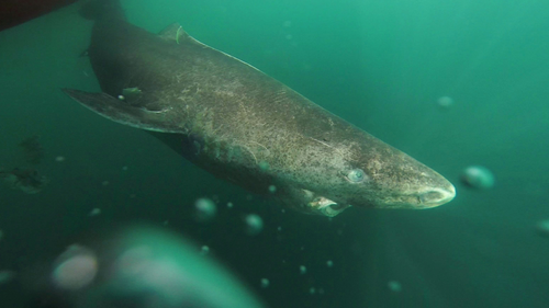 A Greenland shark swims away from a boat, returning to the deep and cold waters of the Uummannaq Fjord in northwestern Greenland during tag -and- release program. 