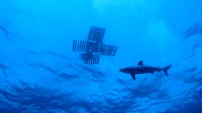 Oceanic Whitetip shark deadliest sharks 9Now