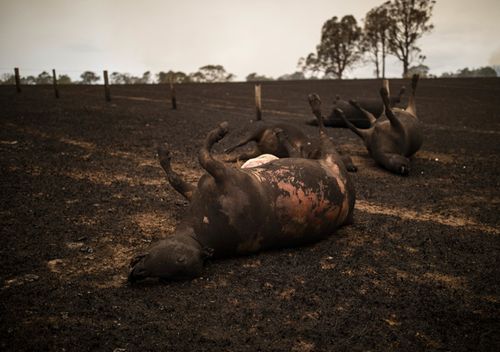 A number of cows lay dead after being killed during a bushfire in Coolagolite, NSW.