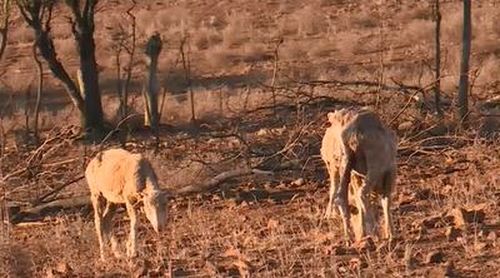 Farmers are losing livestock because they are unable to survive the harsh conditions. Image: 9NEWS.