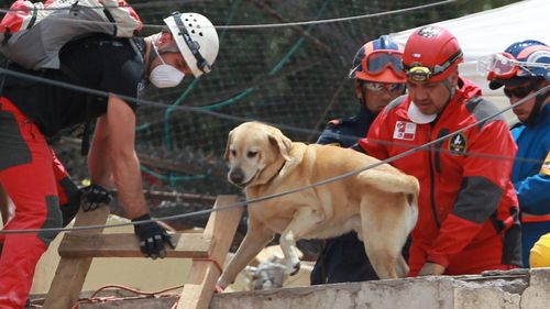 A rescue dog participates in the search of earthquake victims among the derbis of a building. (AAP)