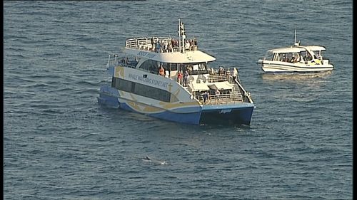 The sighting sparking a rescue operation from nearby vessels. Picture: 9NEWS