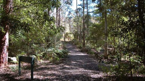 'I was haunted for many years': Mum tells full story of how she survived 10 days lost in the NSW bush with her son