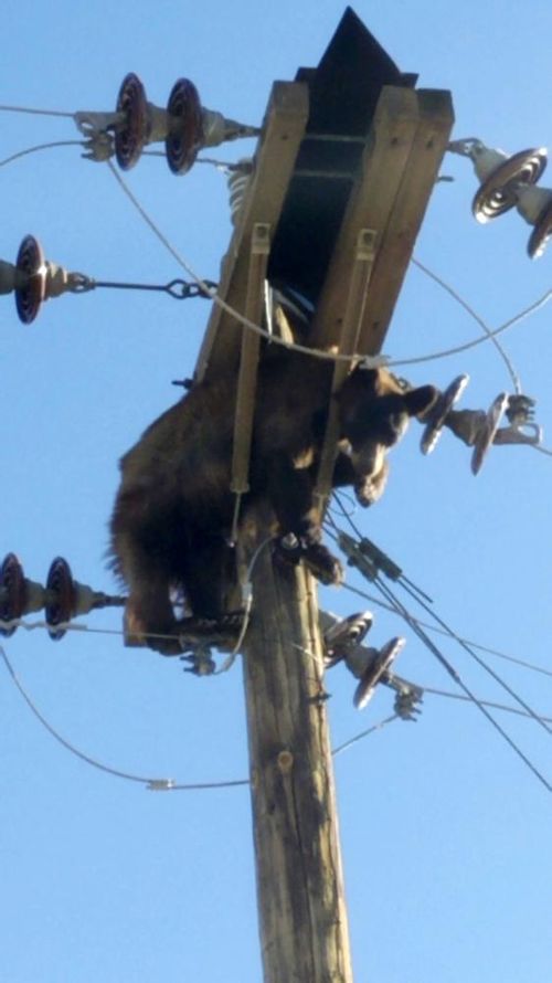 A bear in Arizona emerged unscathed from quite the power trip when it became stuck on a utility pole. 