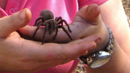 "I was taught a trick where you usually stick a pipe cleaner in there and wriggle it around behind the spider to cajole her out" - PhD student Sophie Harrison describes the process of identifying new spider breeds. (Supplied)