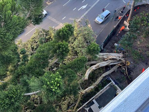Massive tree tears from roots and falls on busy Sydney road, Camperdown