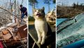 In Pictures: Dozens killed as tornadoes, fires and dust storms rip through US