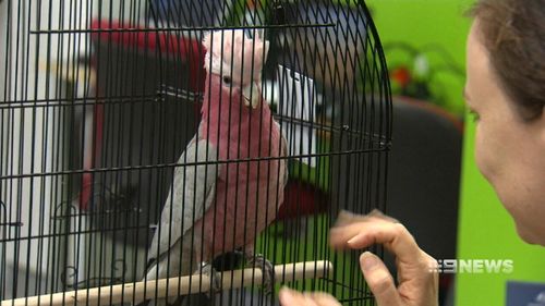The 9-year-old galah escaped when Georgia forgot to close her cage. (9NEWS)