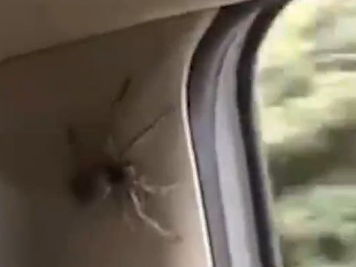 Woman finds massive huntsman spider at home in Queensland, Australia