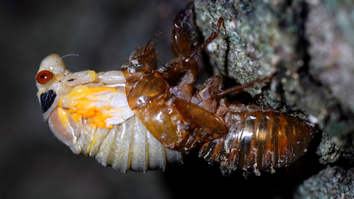 Nature at its craziest: Trillions of red-eyed cicadas about to emerge after 17 years underground