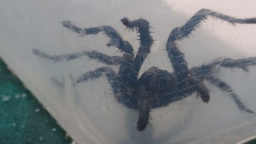 He scooped up the "feisty" arachnid in a jar, thinking it was a trapdoor spider.
