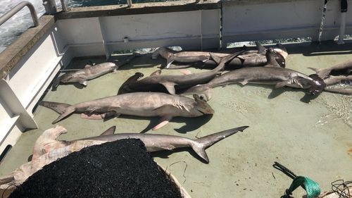 Pictured are hammerhead sharks killed by shark nets.