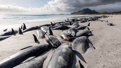 The first mass stranding on Saturday in the northwest corner of Chatham Island where 215 whales were stranded.
