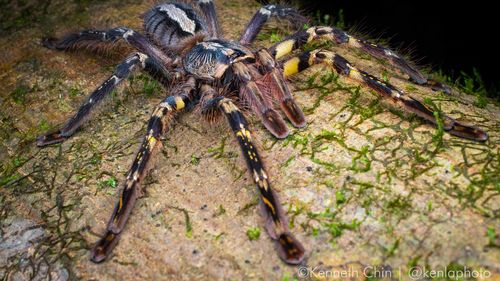 The Ornate tiger spider (Poecilotheria ornata) is an Endangered species which is endemic to Sri Lanka, and is popular in trade.