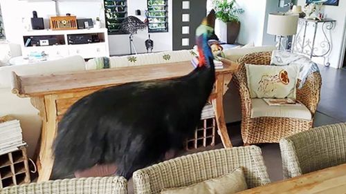 Wild cassowary takes a stroll through Queensland couple’s living room
