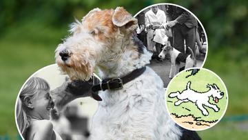 The wire fox terrier is at risk of extinction.