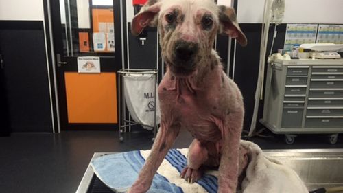 Mange-ridden Ipswich pup ‘one of worst ever’ RSPCA cases