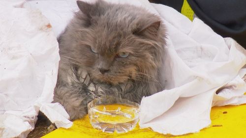  Crews gave the feline water and a dose of oxygen to clear the struggling creature's lungs.