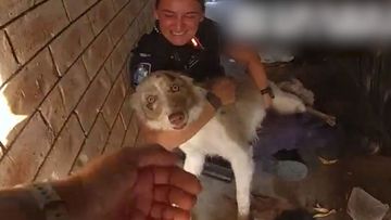 Police have reunited a missing Border Collie with its family after finding the dog at a Queensland home. Phoenix was reported missing after an alleged violent robbery on Thursday night.