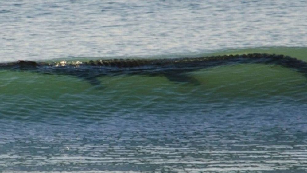 A crocodile previously sighted in the surf in Costa Rica.