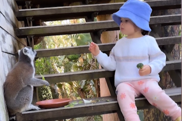 Bindi Irwin&#x27;s daughter Grace Warrior shares adorable moment with lemur at Australia Zoo