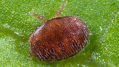 Varroa Destructor Mite na folha (Getty)