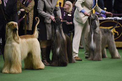 <strong>Afghan hounds</strong>