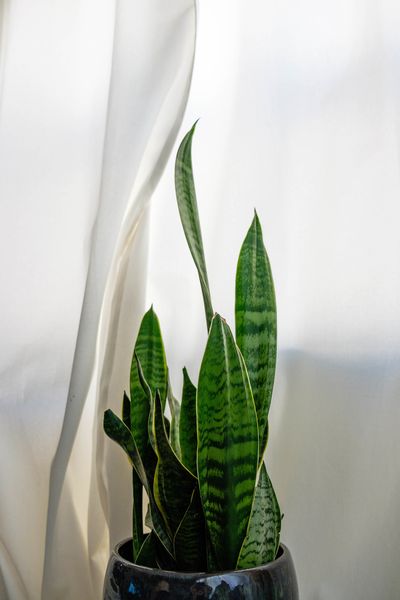 Indoor Plants That Will Thrive In Your Bathroom - Indoor Plants For Bathrooms Australia