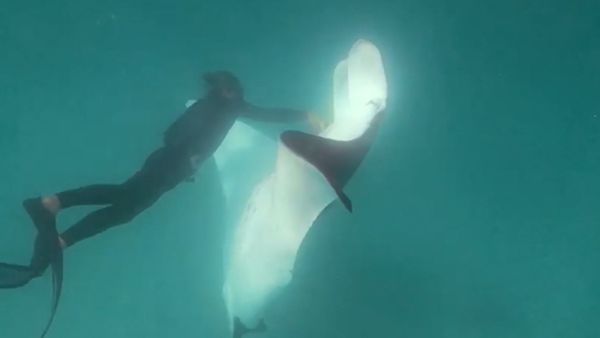 Manta ray with fish hooks stuck under eye floats up to divers in Australia,  gets help: VIDEO - ABC7 Chicago