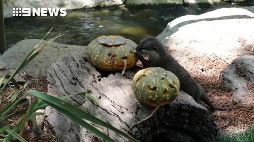 A trio of otters also received their own specially carved pumpkins filled with squid meat. (National Zoo &amp; Aquarium)