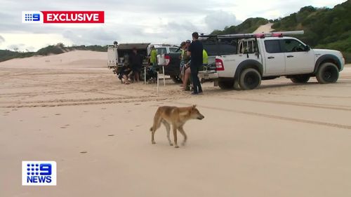A retiree has been forced to wade into the water to dodge a pack of dingoes on the Queensland island of K'gari, formerly known as Fraser Island.