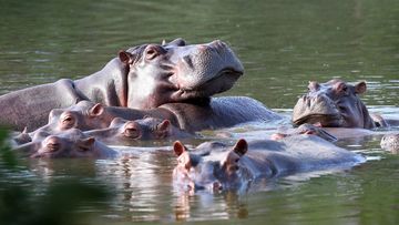 A hippo descended from the private menagerie of druglord Pablo Escobar has died in Colombia after being hit by a car, according to a statement from Colombian officials.