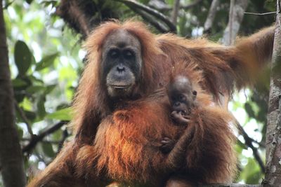 Tapanuli orangutan - Indonesia
