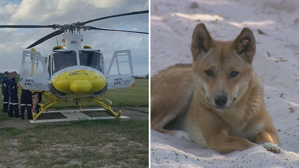 Australia dingo attack: 6-year-old boy hospitalized