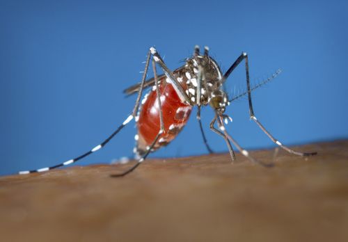 This 2003 photo provided by the Centers for Disease Control and Prevention shows a female Aedes albopictus mosquito acquiring a blood meal from a human host. (James Gathany/Centers for Disease Control and Prevention)