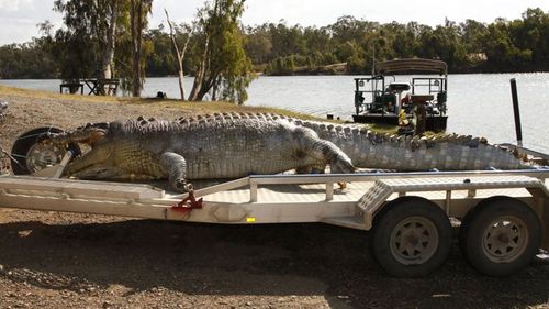 The monster croc was found with a bullet in its head. (Queensland Police)