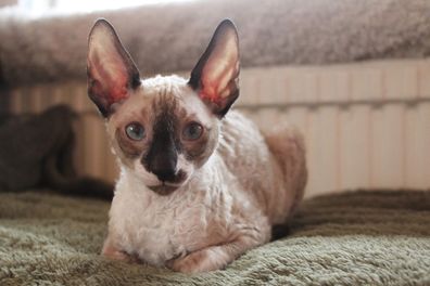 Freddy the Cornish Rex kitten