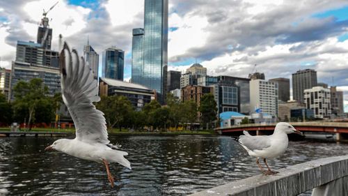 Seagulls lingering by the Yarra River in Melbourne. The Australian silver gull is in every state of the country, as well as the ACT.