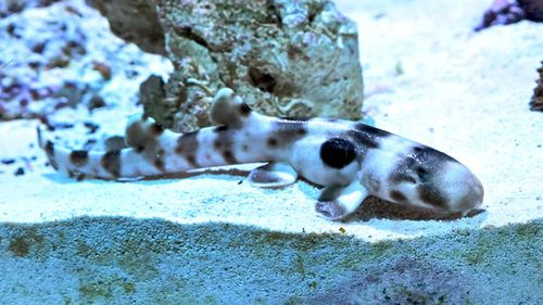 epaulette shark