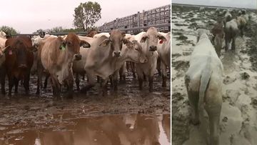 Queensland weather floods cattle cows