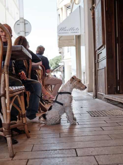 A wire fox terrier, known by some as the 'gentleman of terriers' sits in a cafe during the Cannes film festival.